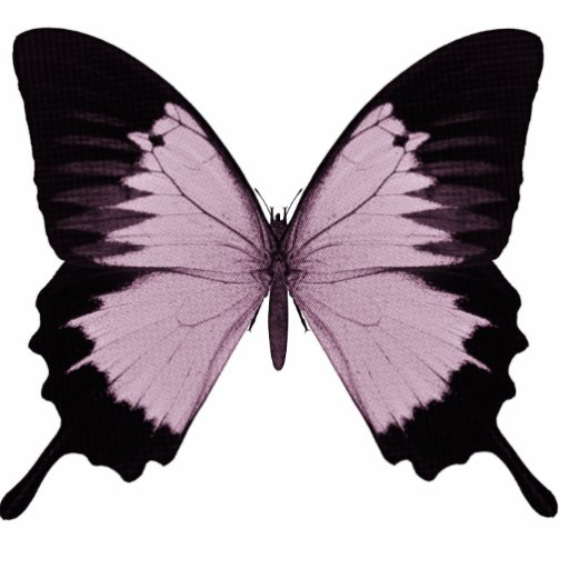 Grand papillon rose et noir - personnalisez photo en découpe