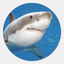 Grand requin blanc autocollants