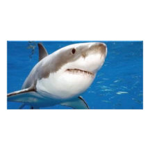 Grand requin blanc modèle pour photocarte