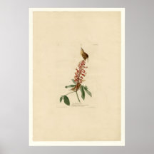 Grand roitelet de Caroline Posters