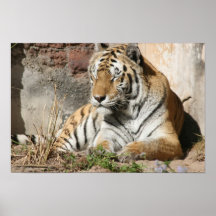 grande copie sauvage d'art de chat de tigre sur la posters