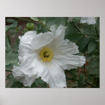 Grande fleur pelucheuse posters