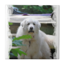 Grande tuile blanche de chien de Pyrénées Carreau
