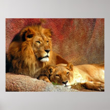 Grands chats - 6 affiches