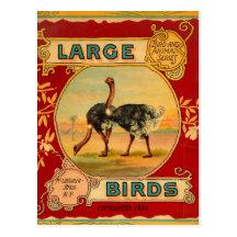 Grands oiseaux cartes postales
