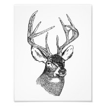 Graphique vintage d'art de cerfs communs impression photo