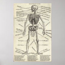 Gravure d'anatomie posters