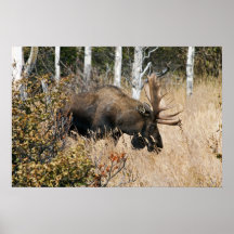 Grazing Moose Poster