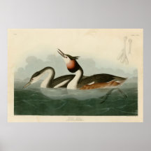 Grèbe crêté affiches