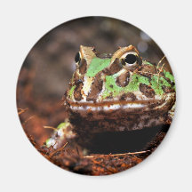 grenouille à cornes aimants pour réfrigérateur