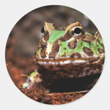 grenouille à cornes autocollants