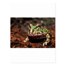 grenouille à cornes carte postale