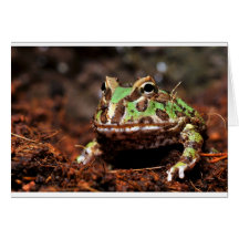 grenouille à cornes cartes