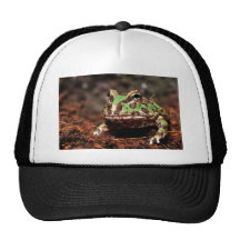 grenouille à cornes casquettes