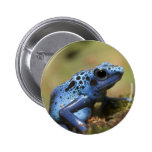 Grenouille bleue de dard de poison pin's avec agrafe