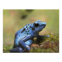 Grenouille bleue de dard de poison invitation personnalisée