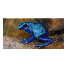 Grenouille bleue Dendrobates Azureus de dard de po Photocartes Personnalisées