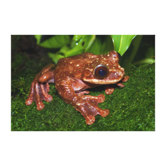 grenouille_darbre_limbed_de_frange_decnomiohyla_toile_tendue_sur_chassis-ra0405b16f32844c9aa5e92d38d98b716_wtp_8byvr_324.jpg