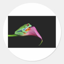 grenouille d'arbre observée par rouge adhésifs