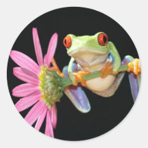 grenouille d'arbre observée par rouge adhésifs