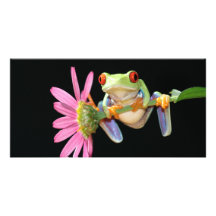 grenouille d'arbre observée par rouge photocarte customisée
