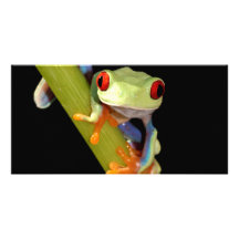 grenouille d'arbre observée par rouge photocarte customisée