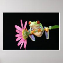 grenouille d'arbre observée par rouge poster