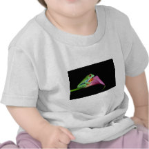 grenouille d'arbre observée par rouge t-shirts