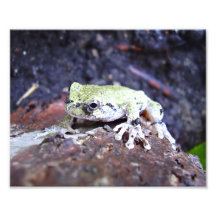 Grenouille d'arbre photographe