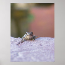 Grenouille d'arbre posters