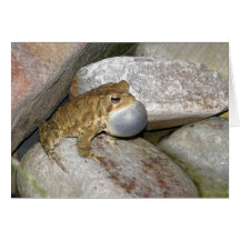 Grenouille d'étang cartes