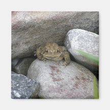 Grenouille d'étang magnets pour réfrigérateur