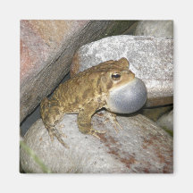 Grenouille d'étang magnets pour réfrigérateur