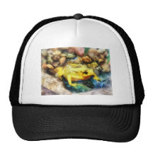 Grenouille d'or panaméenne casquettes