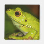 Grenouille Magnets Pour Réfrigérateur