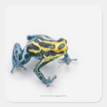 Grenouille noire, jaune et bleue de dard de poison sticker carré