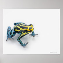 Grenouille noire, jaune et bleue de dard de poison affiche