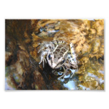 Grenouille Photos Sur Toile