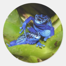 Grenouilles bleues de dard de poison dans la feuil autocollants