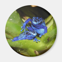 Grenouilles bleues de dard de poison dans la feuil aimant