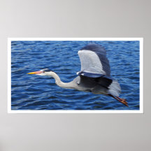 Grey Heron in Flight Poster