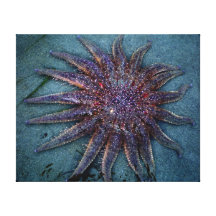 Gris bleu Sunstar Impressions Sur Toile