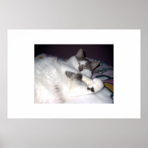 Gros chat affiche