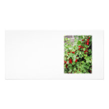 Groseilles rouges sur le plante. Feuilles de vert Photocartes Personnalisées