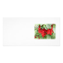 Groseilles rouges sur le plante. Feuilles de vert Cartes Avec Photo