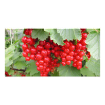 Groseilles rouges sur le plante. Feuilles de vert Photocartes