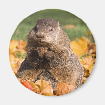 Groundhog Aimants Pour Réfrigérateur