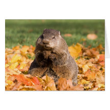 Groundhog Cartes De Vœux