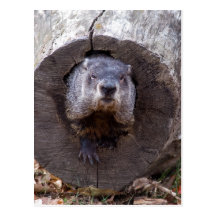 Groundhog Cartes Postales