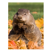 Groundhog Cartes Postales